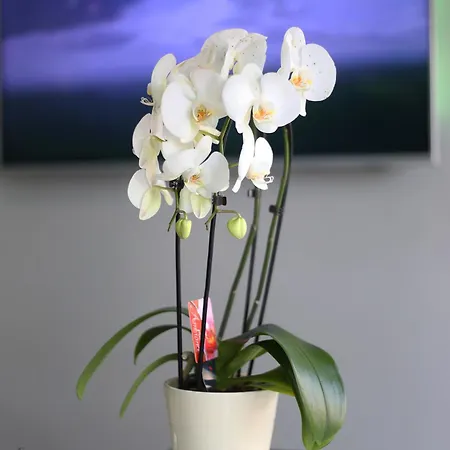 Libertas Hotel Vlorë